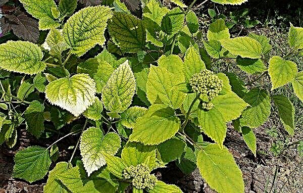 Hydrangea chlorosis: how and what to treat, photo, treatment with iron and copper sulfate, iron chelate, when to make and method of application