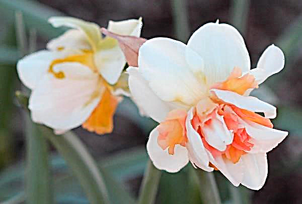 Narcisos de terry: top 5 variedades populares con una descripción, foto de flores con nombres