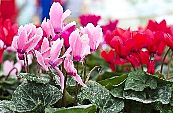 How to water cyclamen at home: how often and the better to do it, watering and care rules, video