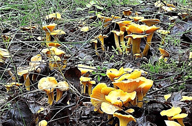 What they look like and where they grow, description and photo, benefits and possible harm from the fungus
