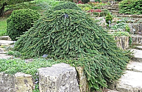 Abeto (Picea abies) - Top-10 variedades con nombres, fotos y descripciones de variedades populares de árboles de Navidad