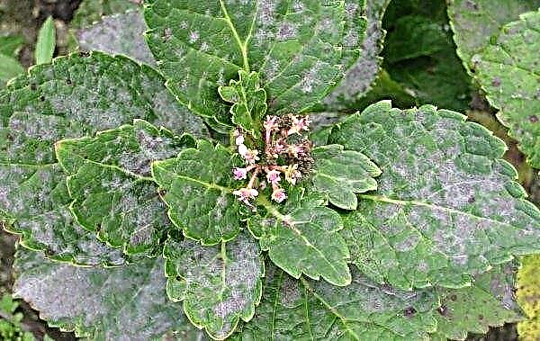 Panícula Hortensia Vela Mágica (Hydrangea paniculata Vela Mágica): foto, descripción, plantación y cuidado