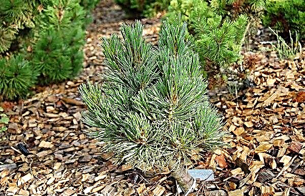 خشب الصنوبر الأوروبي (Pinus Cembra): صور ووصف ، أصناف ، زراعة ورعاية