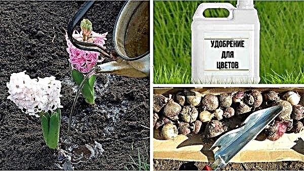 Hyacinth reproduction: at home and in the open ground, by children, leaves and bulbs; how to plant children