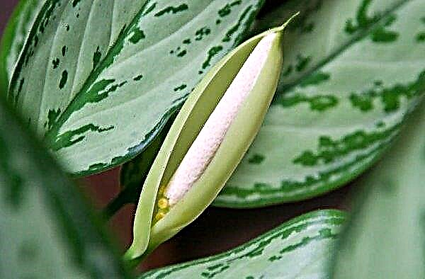 Aglaonema cambiable: descripción de una planta con una foto, características de crecimiento y cuidado en el hogar