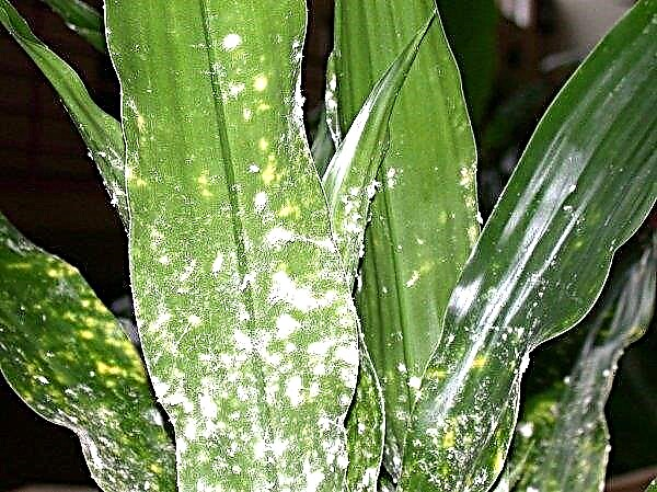 Vriesia splenrietis: descrizione della pianta, coltivazione e cura in casa, come annaffiare e trapiantare, foto