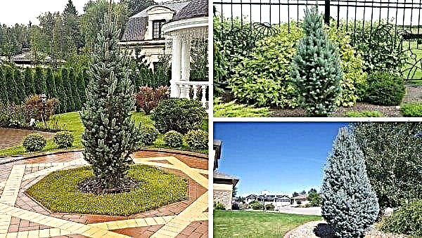 El Iseli Fastigiata (Picea pungens Iseli Fastigiate): mô tả, hình ảnh, cây trong thiết kế của khu vườn, trồng và chăm sóc