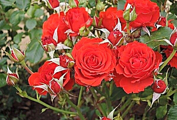 Bunga mawar Polyanthus: keterangan dan foto, tumbuh dan merawat di rumah, menanam, memotong dan menyebarkan