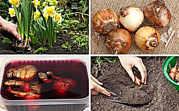 Planting daffodils in autumn in the Moscow region: when and how to plant a flower in open ground in the Moscow region, when to plant a plant according to the lunar calendar
