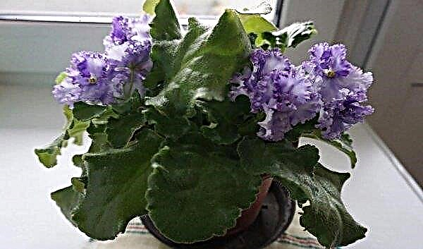 Violettes sur le rebord de la fenêtre: comment placer, soigner, reproduire et transplanter, photo