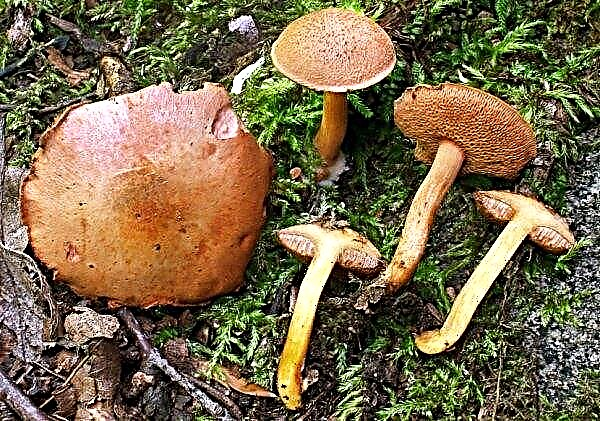 Перцевий гриб: фото і опис, маслюк перцевий (їстівний чи ні)