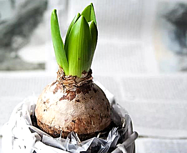 Speeding up the arrival of spring: the secret to successful hyacinth distillation