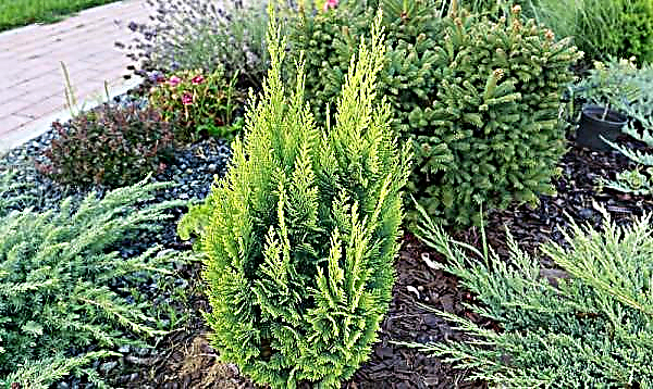 Cypress Lavson Yvonne (Chamaecyparis lawsoniana Ivonne): planting and care in the open ground, description and photo, winter hardiness