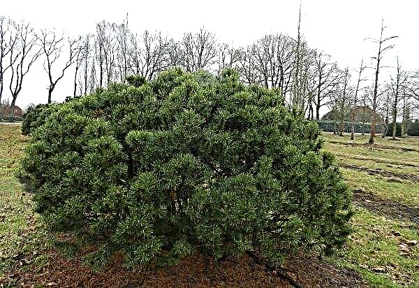 Pine Mountain Pug (Pinus mugo Mops): يستخدم في تصميم المناظر الطبيعية ووصف وصورة الشجرة والزراعة والعناية