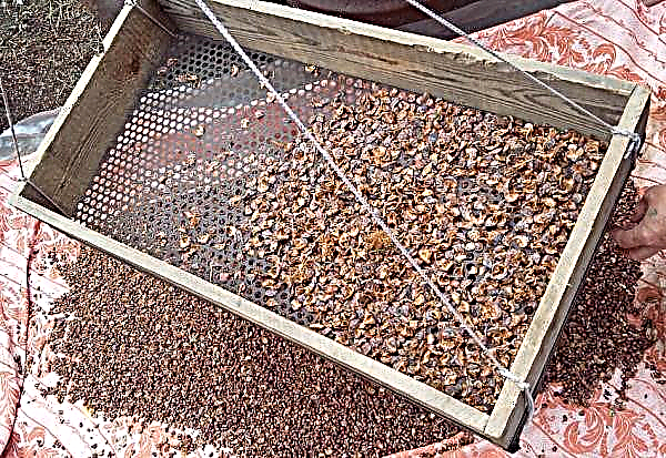 Jak čistit šišky: jak získat ořechy, jak rychle vyčistit ne zcela zralé kužely a odstranit ořechy