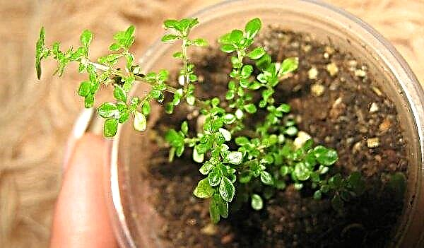 Pylaea ذات الأوراق الصغيرة: وصف للنبات مع صورة ، وخاصة الزراعة والرعاية في المنزل