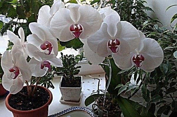 Maladies et ravageurs des orchidées Phalaenopsis: causes, leur traitement et leur élimination, soins à domicile, photos, vidéo