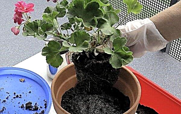 De ce geraniul nu înflorește acasă: motive, ce să faci, recenzii