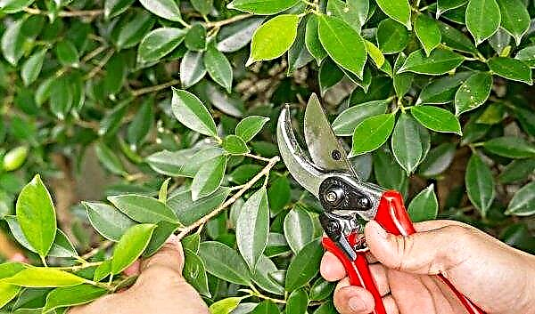 The formation of the crown of ficus Benjamin: pruning at home, photo