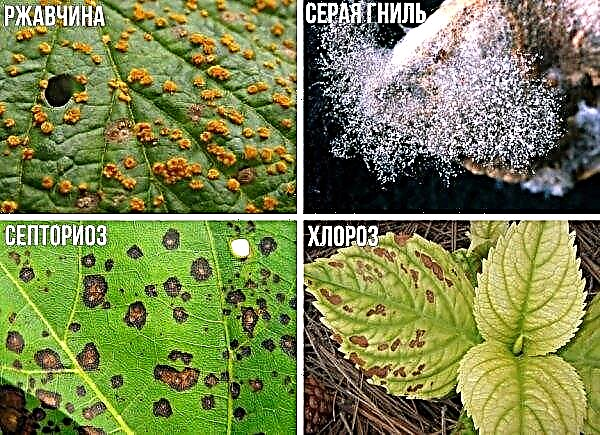 Μεγάλη φύλλα Hydrangea Yu & Mi Perfection (You & Me Perfection): βοτανική περιγραφή της ποικιλίας, αναπαραγωγής και φροντίδας