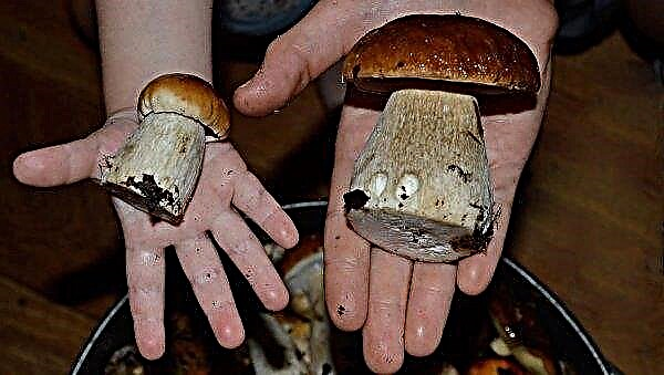 How long does it take to cook frozen porcini mushrooms: for soup, before frying, until cooked