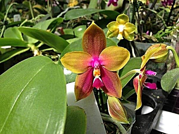 Warum Phalaenopsis nicht blüht: Merkmale dieser Zeit, wie man eine Pflanze zum Blühen bringt, Pflege zu Hause