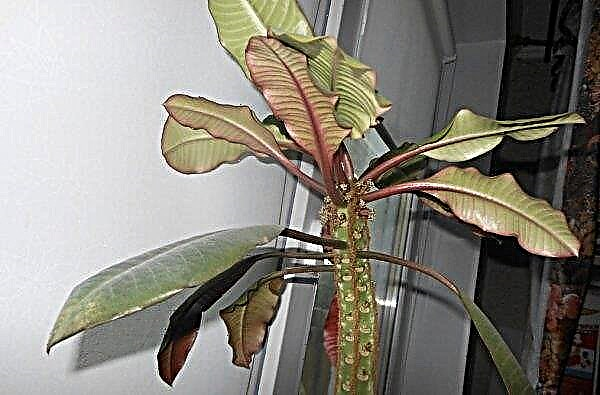 Euphorbia alba: soins à domicile, photos, avantages et inconvénients, reproduction, signes et superstitions, élagage