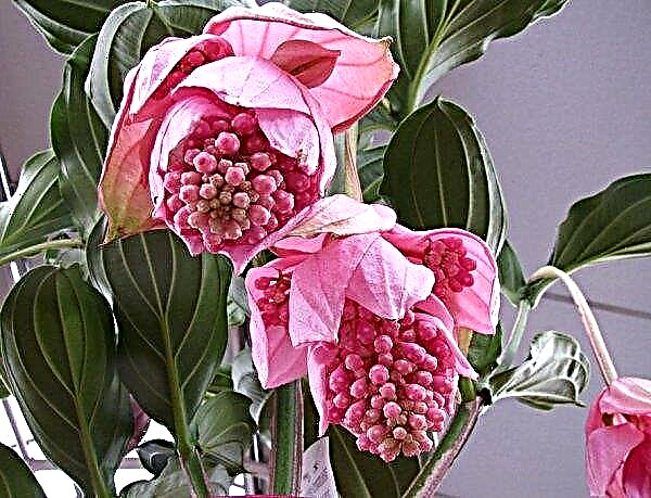 Medinilla: home care, photo, reproduction, flowering