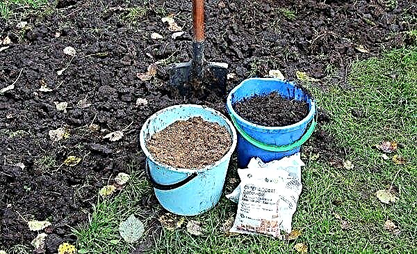 Soil for thuja during planting: what soil does this plant like, acidic or alkaline, what soil is needed and how to prepare it