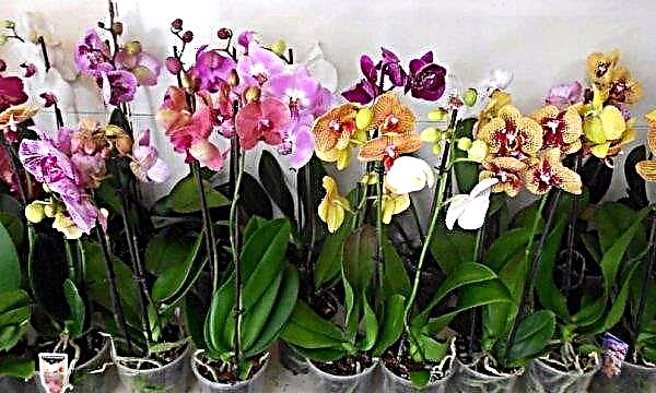 Why the orchid's blooming buds fall: the main reasons and what to do