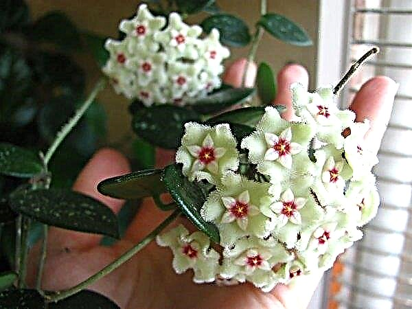 Hoya (wax ivy): home care, photo, poisonous or not