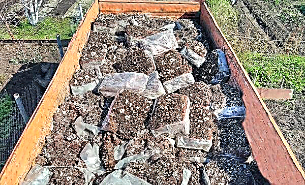 Compost para cultivar champiñones: cocina casera