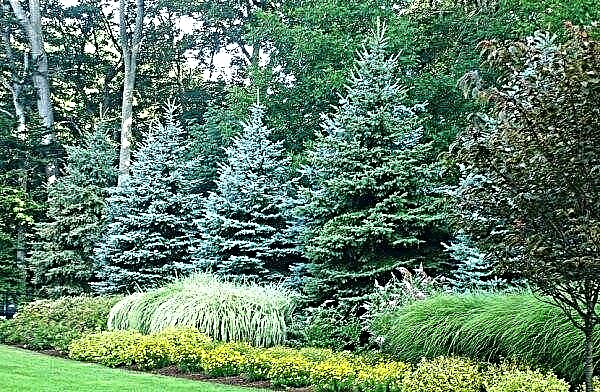 Spruce biru dalam landskap, komposisi dengan spruce biru di taman, di depan rumah, foto