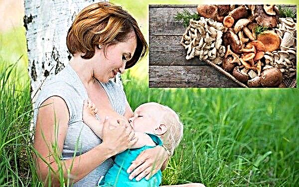 Can I use porcini mushrooms and oyster mushrooms while breastfeeding