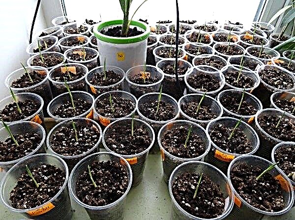 Butia (plantes d'intérieur): soins à domicile, reproduction