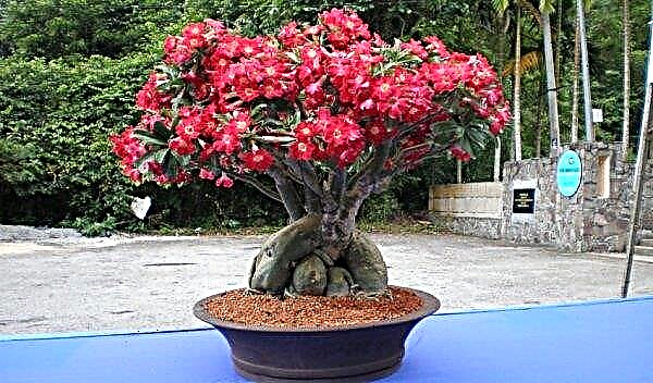Adenium - growing at home, care, cropping in the photo