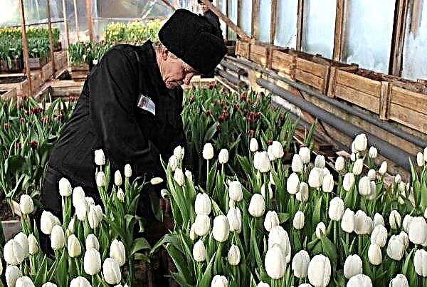 Growing tulips in a greenhouse by March 8 for beginners: planting dates, care features