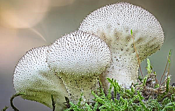 Mushroom raincoat: edible for humans or not, photo and description, medicinal properties