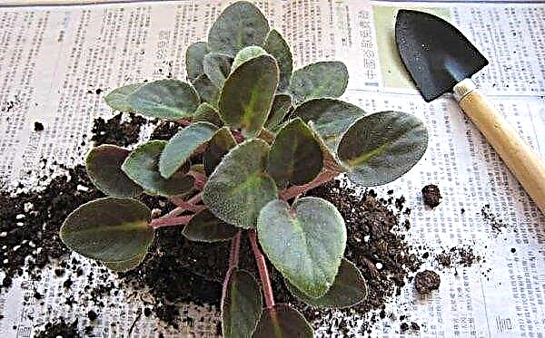 How to transplant a violet at home: a step-by-step guide on when to transplant and how often you can do it, further care, photos, videos
