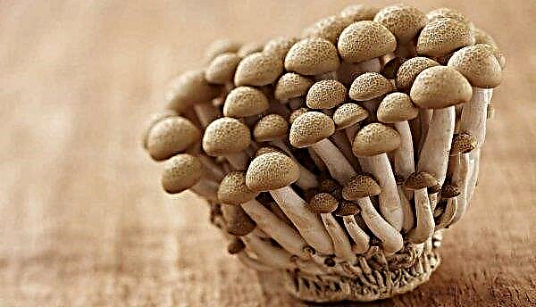 Thuis kweken van honingpaddestoelen voor beginners: in het mycelium, op stro, op stronken, op zaagsel