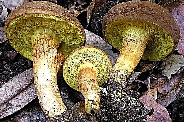 Cogumelo polonês, foto e descrição, a diferença entre boletos e cogumelos porcini, onde cresce, comestível ou não