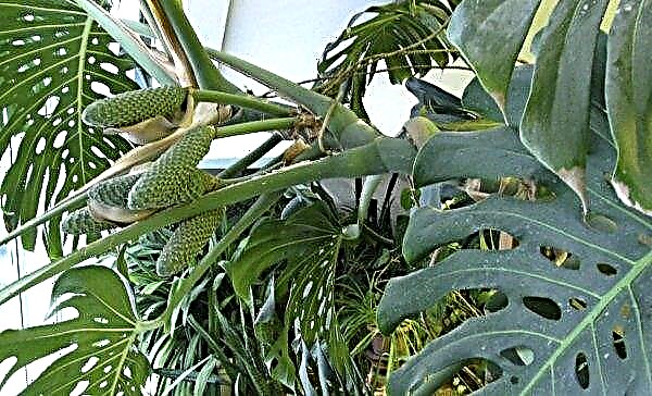 Monstera delicious: care and growing at home, a description of the plant with a photo