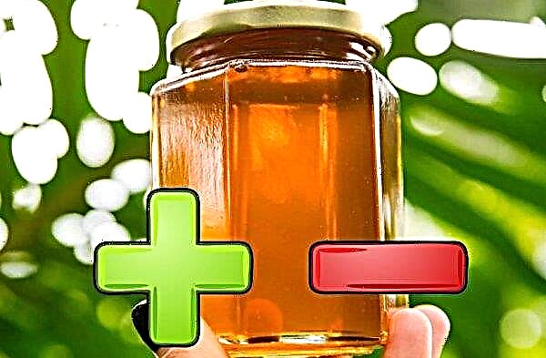 Honey from pine cones: useful properties and contraindications, how it is made and is it true or not that such honey exists
