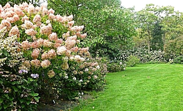 Hydrangea Phantom: description de la variété, plantation, entretien et élagage, utilisation en aménagement paysager, photo