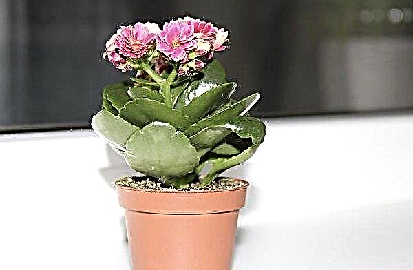 Kalanchoe leaves turn yellow - why and what to do? Reasons, treatment