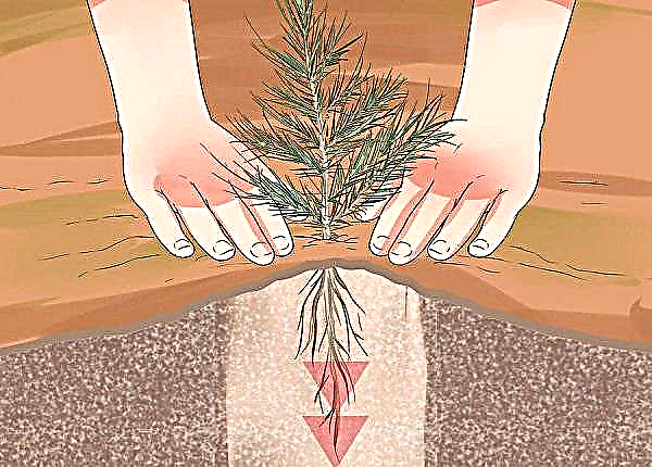 Cómo cultivar cedro a partir de nuez: cómo cultivar piñones en casa, seguido de crecer en una maceta, en campo abierto, foto