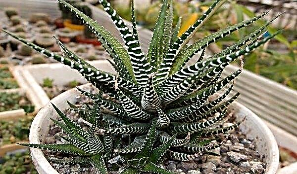 Haworthia striped: care and reproduction at home, photo