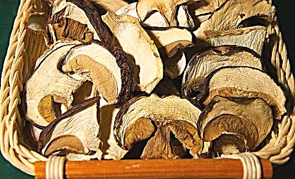 Білий борової (сосновий) гриб: фото і опис, коли росте, період збору