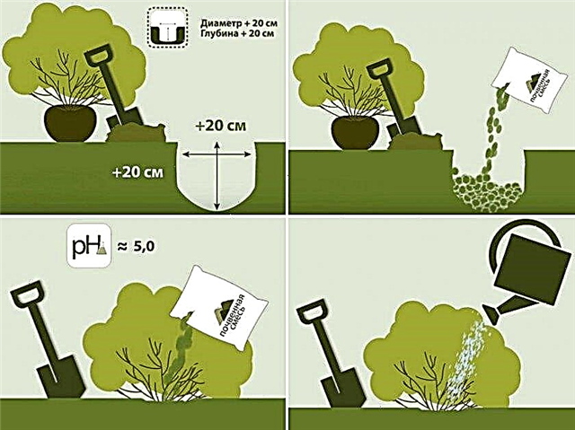 Hortensia de pecíolo, escalada, cobertura del suelo o enredadera: plantación, cuidado y reproducción en los suburbios, foto y descripción del arbusto.