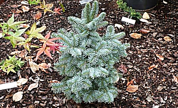 Vicha, Spanish Glauka, Fraser: varieties and types of fir, photo with a description and name, application in landscape design